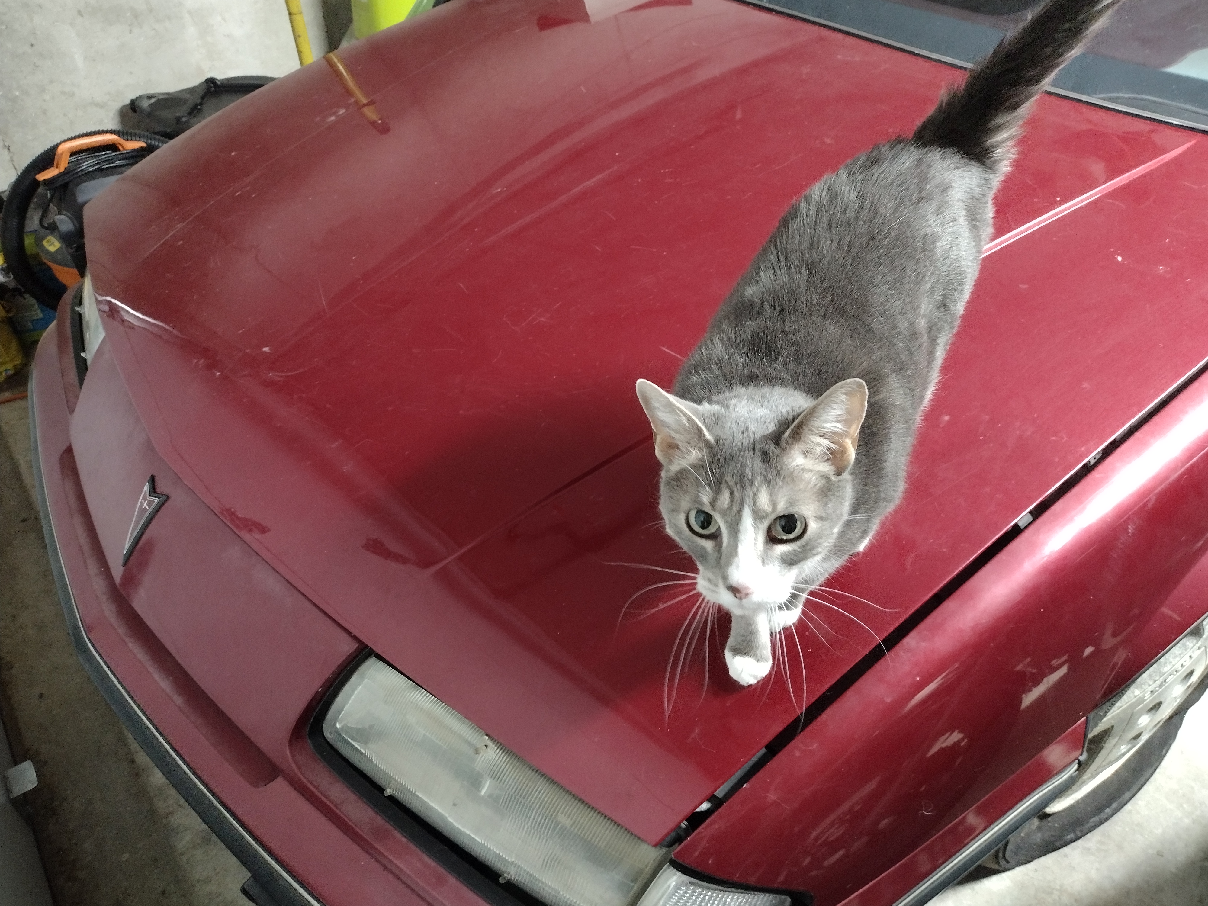 stupid ass cat on the hood of my car